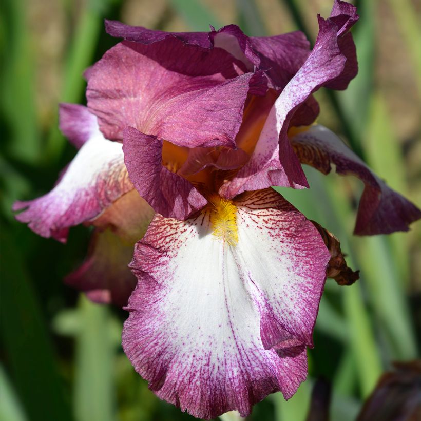Iris germanica Crinoline - Baardiris (Bloei)