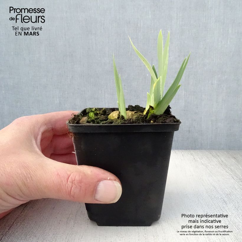 Exemplaar van Iris germanica Dame Blanche - Baardiris wit Kweekpotje van 8/9 cm zoals geleverd in de lente