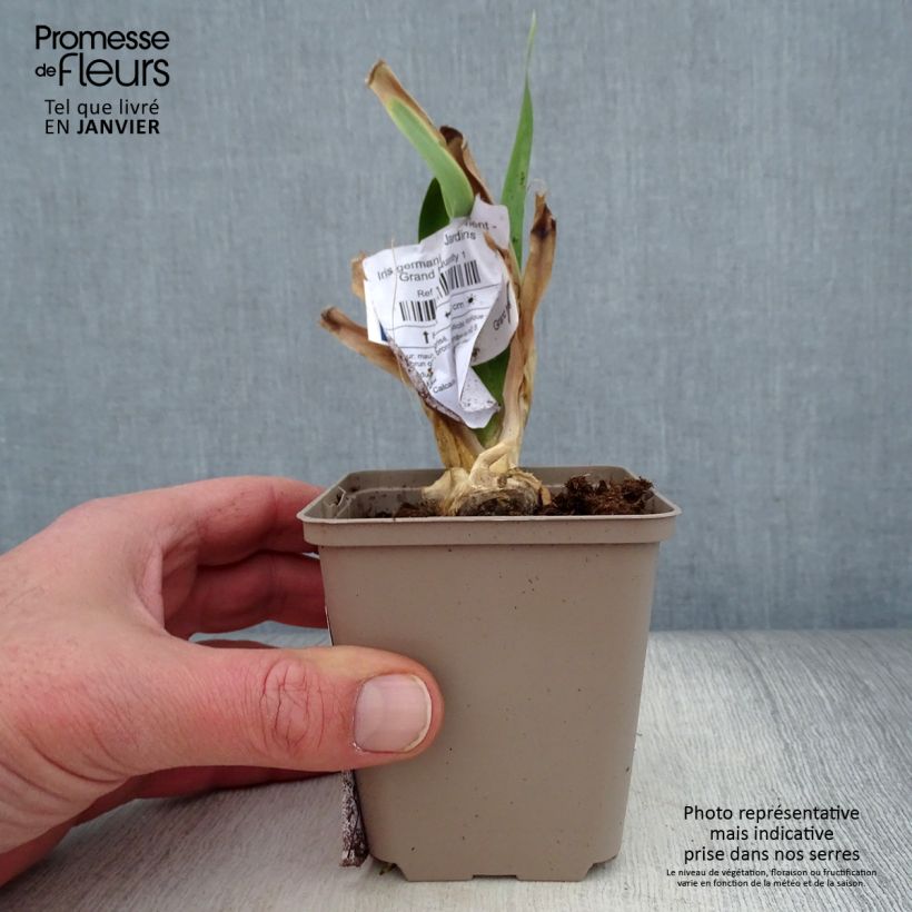 Exemplaar van Iris germanica Déguisement - Baardiris Kweekpotje van 8/9 cm zoals geleverd in de winter