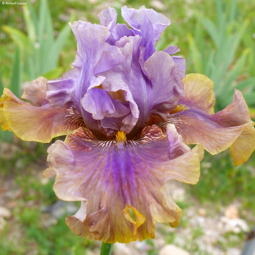 Iris germanica Déguisement - Baardiris (Bloei)