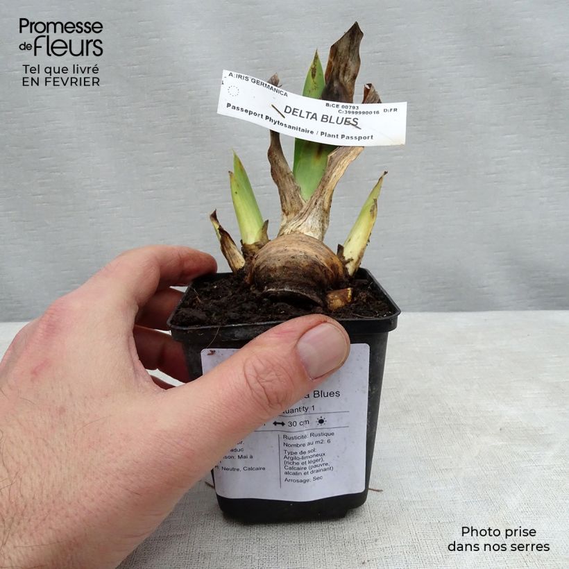 Exemplaar van Iris germanica Delta Blues - Baardiris Kweekpotje van 8/9 cm zoals geleverd in de winter