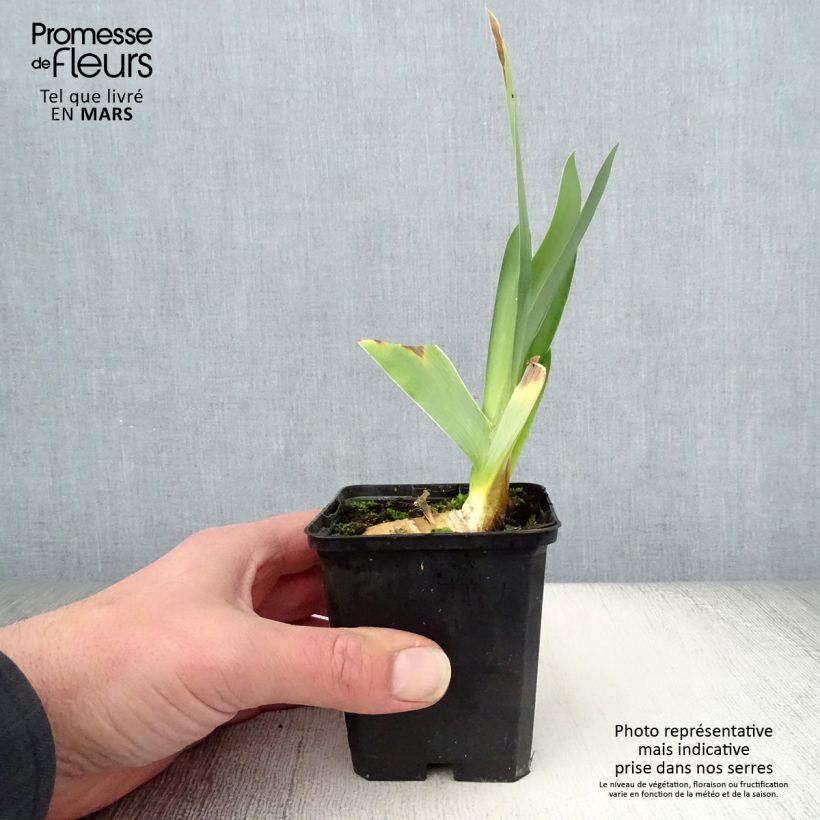 Exemplaar van Iris germanica Delta Blues - Baardiris Kweekpotje van 8/9 cm zoals geleverd in de lente