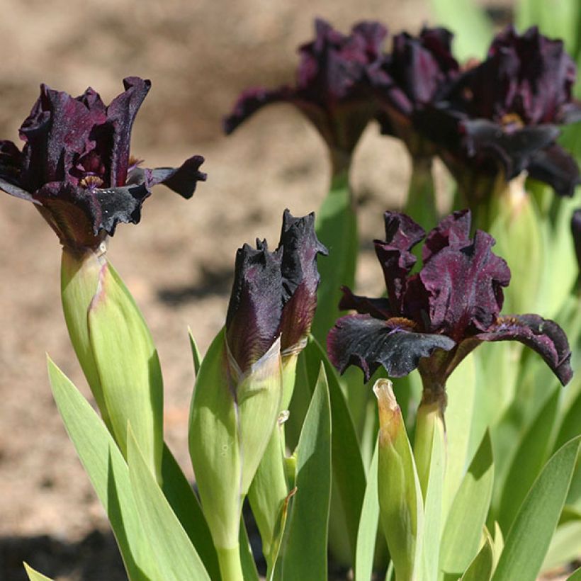 Iris germanica Devil Baby - Baardiris Lilliput (Bloei)