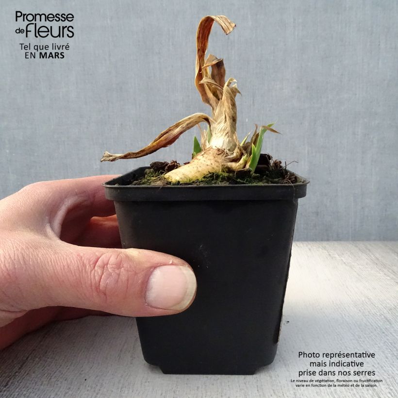 Exemplaar van Iris germanica Devil Baby - Baardiris Lilliput Kweekpotje van 8/9 cm zoals geleverd in de lente