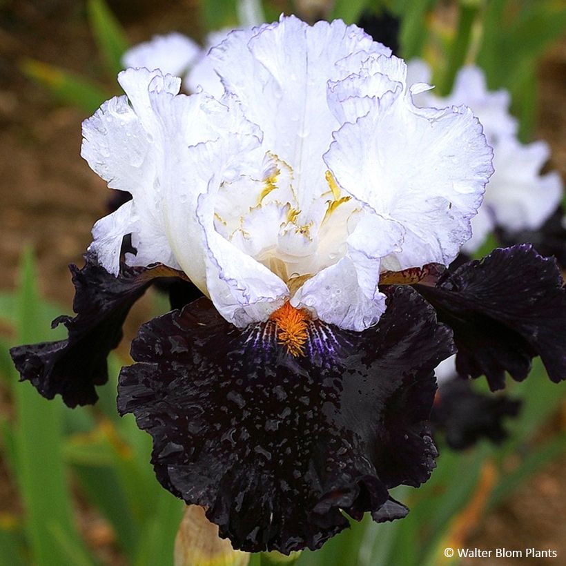 Iris germanica Domino Noir - Baardiris (Bloei)