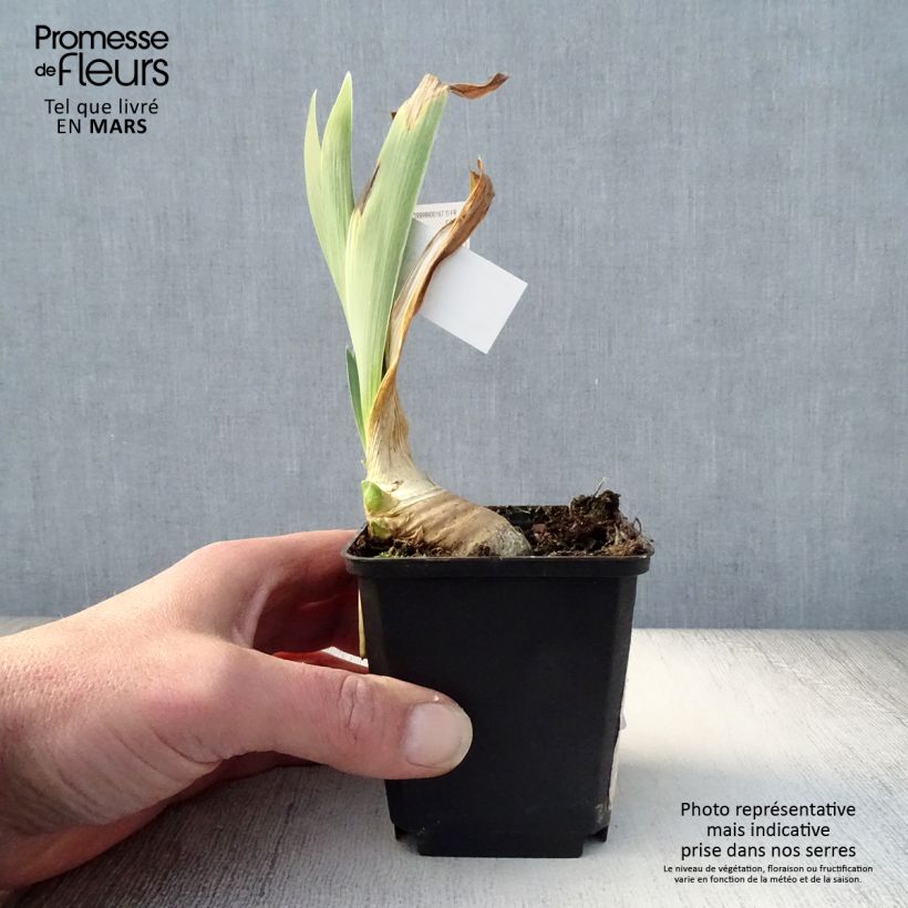 Exemplaar van Iris germanica Drama Queen - Baardiris Kweekpotje van 8/9 cm zoals geleverd in de lente