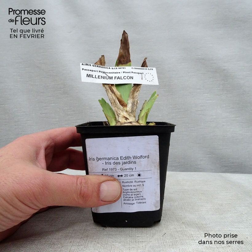Exemplaar van Iris germanica Edith Wolford - Baardiris Kweekpotje van 8/9 cm zoals geleverd in de winter