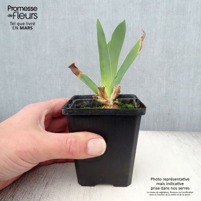 Exemplaar van Iris germanica Edith Wolford - Baardiris Kweekpotje van 8/9 cm zoals geleverd in de lente