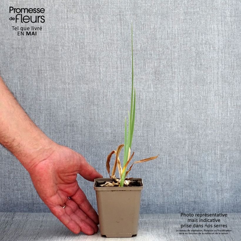 Exemplaar van Iris germanica En Ebullition - Baardiris Kweekpotje van 8/9 cm zoals geleverd in de lente