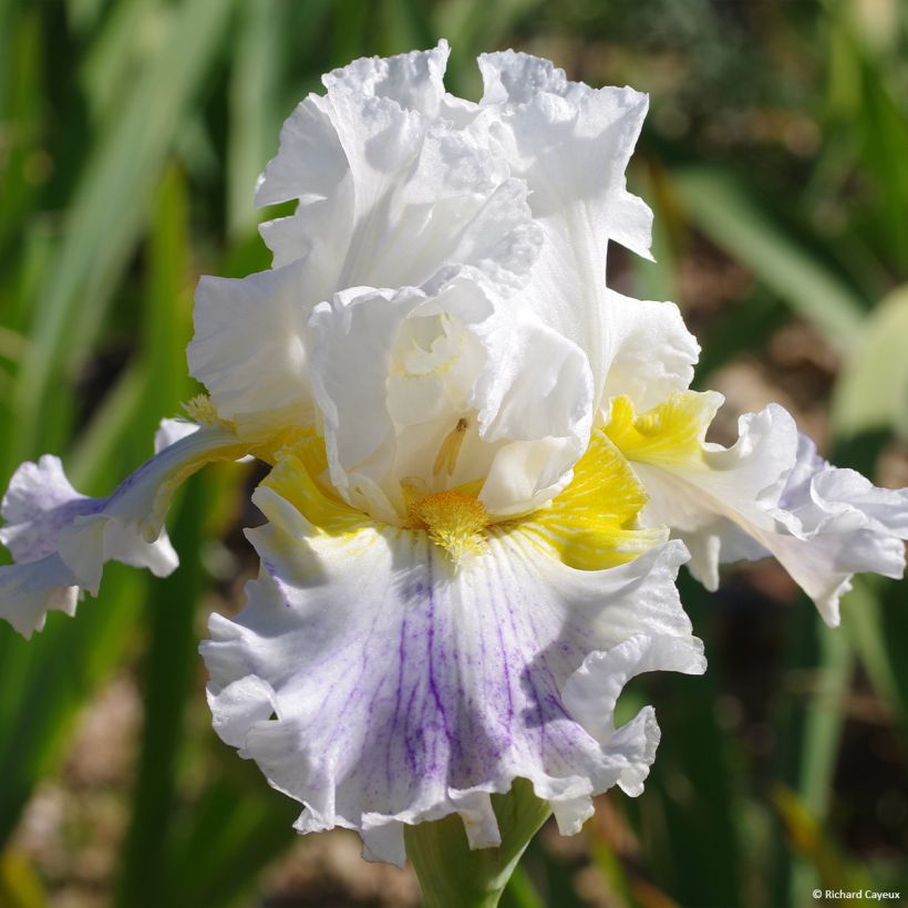 Iris germanica En Ebullition - Baardiris (Bloei)