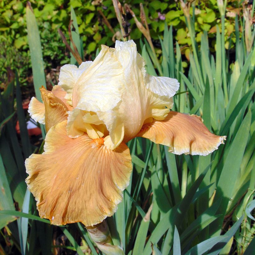 Iris germanica English Charm - Baardiris (Bloei)