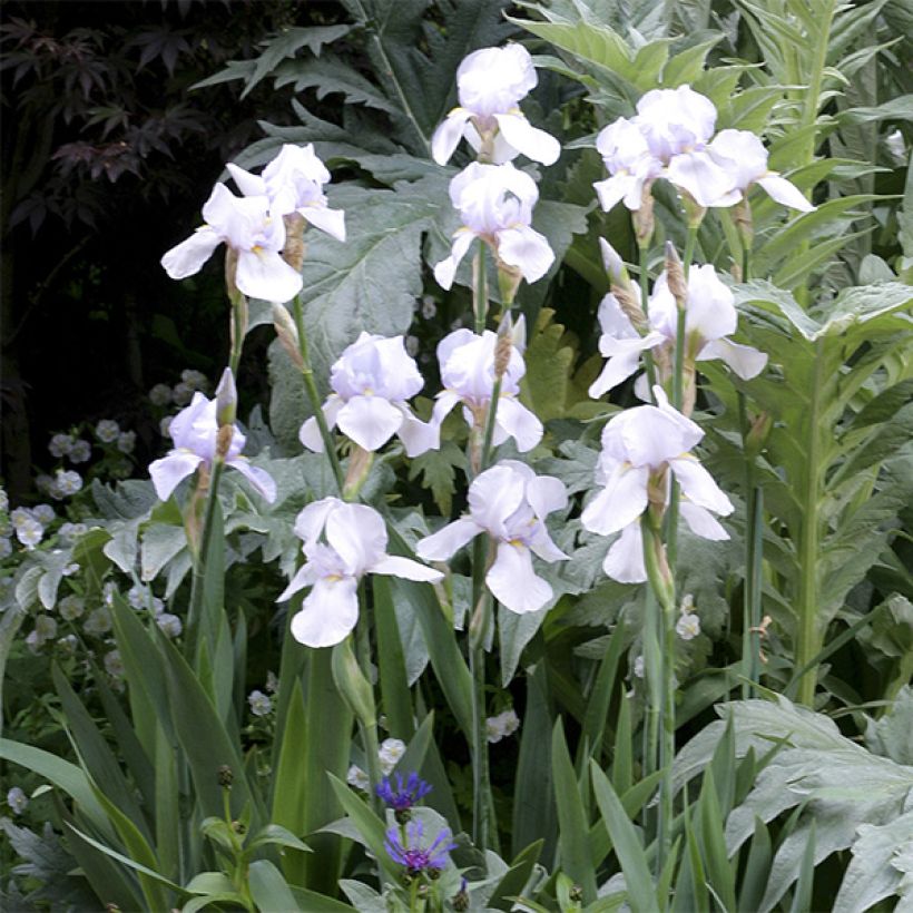 Iris germanica English cottage - Baardiris (Bloei)
