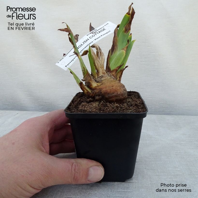Exemplaar van Iris germanica English cottage - Baardiris Kweekpotje van 8/9 cm zoals geleverd in de winter