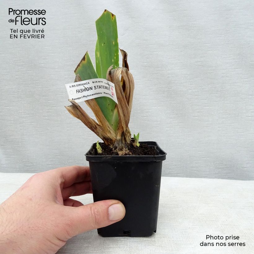 Exemplaar van Iris germanica Fashion Statement - Baardiris Kweekpotje van 8/9 cm zoals geleverd in de winter