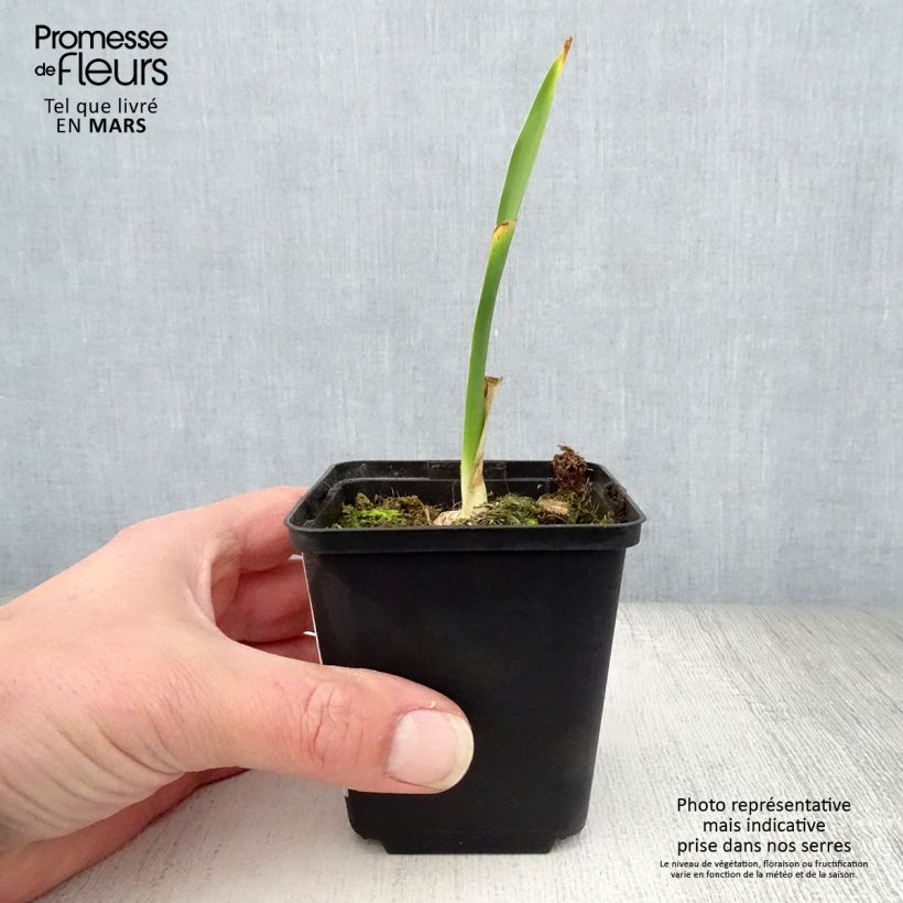 Exemplaar van Iris germanica Fiery Temper - Baardiris Kweekpotje van 8/9 cm zoals geleverd in de lente