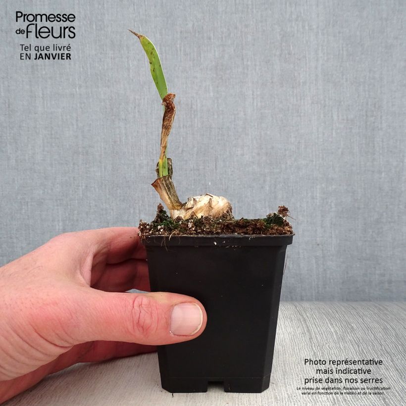 Exemplaar van Iris germanica Frappé - Baardiris Kweekpotje van 8/9 cm zoals geleverd in de winter