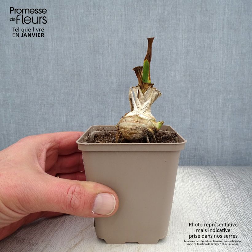 Exemplaar van Iris germanica Fringe of Gold - Baardiris Kweekpotje van 8/9 cm zoals geleverd in de winter