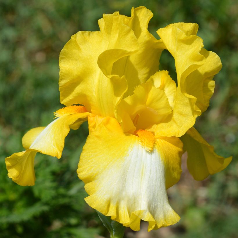 Iris germanica Fringe of Gold - Baardiris (Bloei)