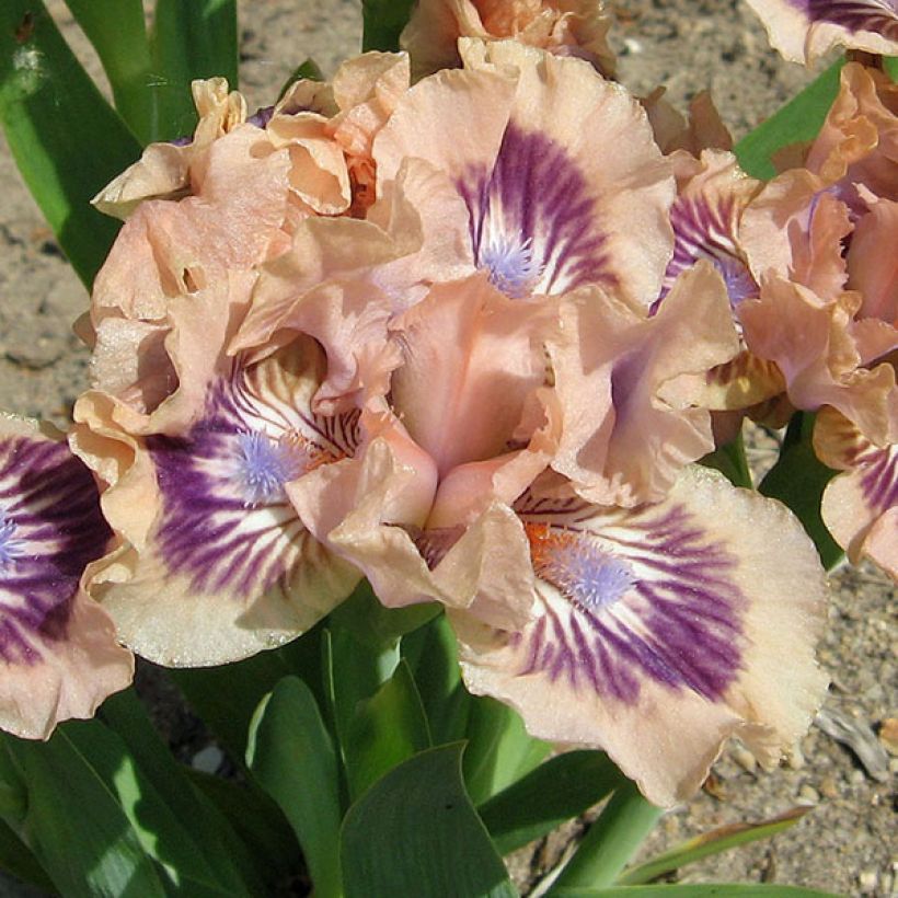 Iris germanica Frisk Me - Baardiris Lilliput (Bloei)
