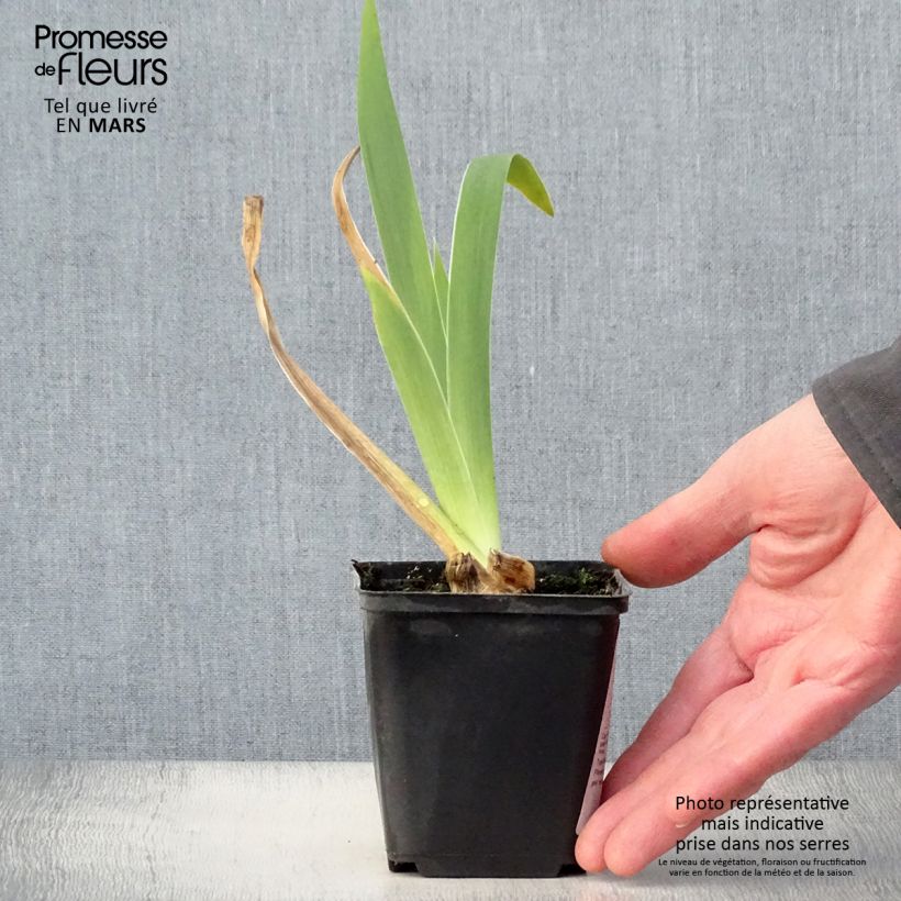 Exemplaar van Iris germanica Frison-Roche - Baardiris Kweekpotje van 8/9 cm zoals geleverd in de lente