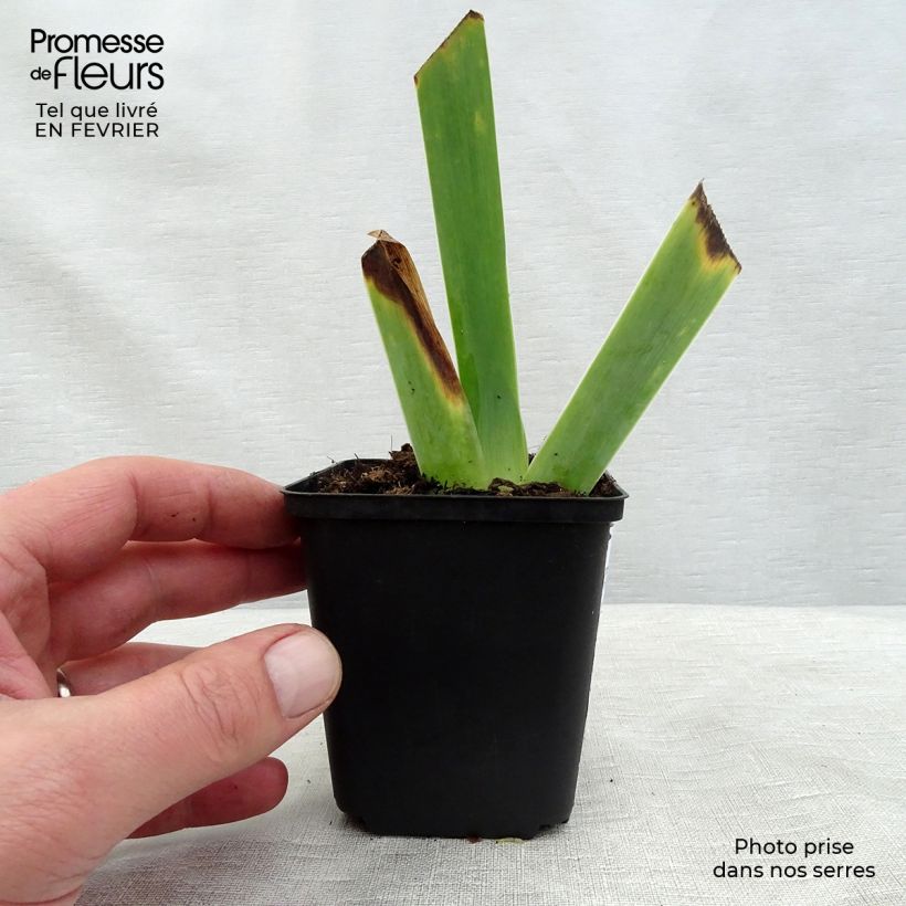 Exemplaar van Iris germanica Ghost Train - Baardiris Kweekpotje van 8/9 cm zoals geleverd in de winter