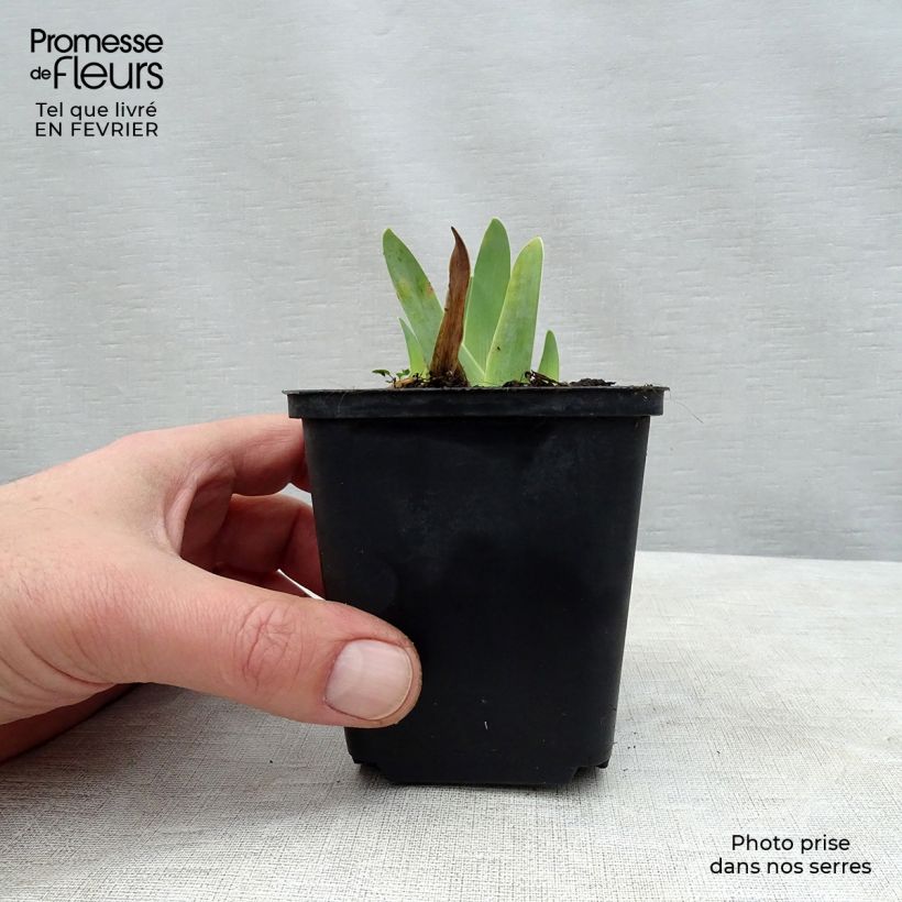 Exemplaar van Iris germanica Gipsy Romance - Baardiris Kweekpotje van 8/9 cm zoals geleverd in de winter