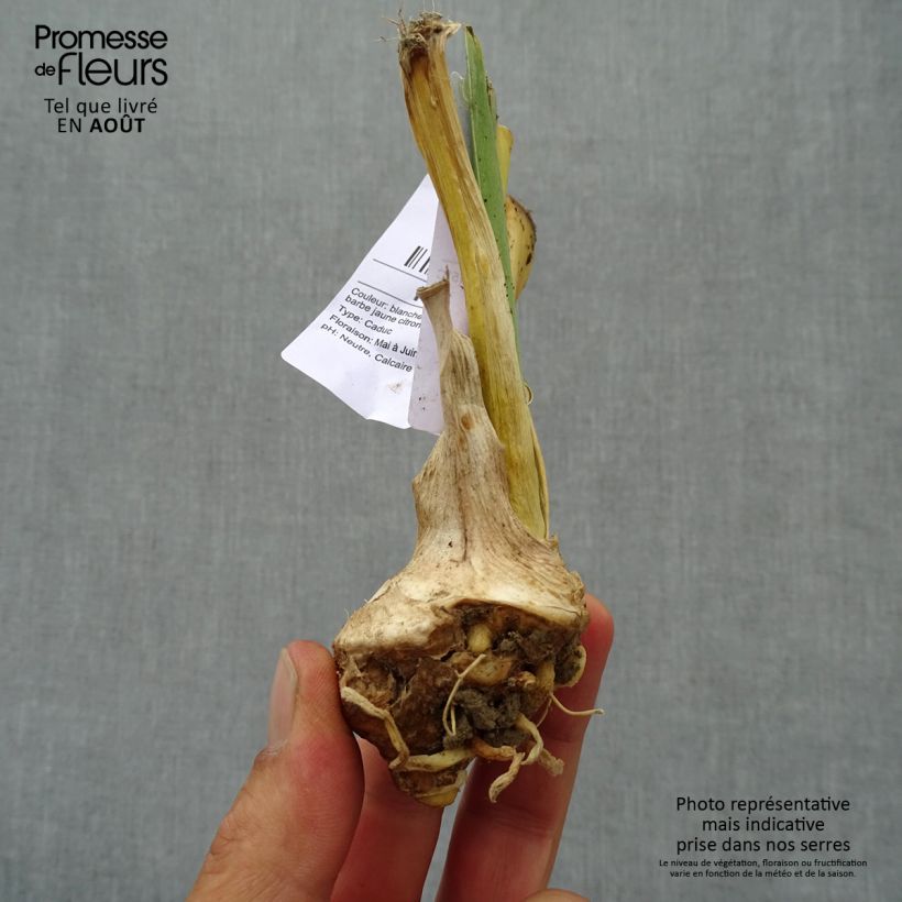 Exemplaar van Iris germanica Glacier - Baardiris Kweekpotje van 8/9 cm zoals geleverd in de zomer