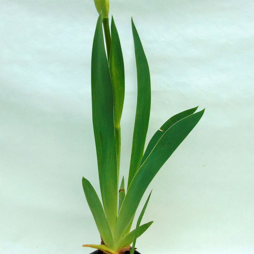 Iris germanica Gnu Blues - Baardiris (Blad)