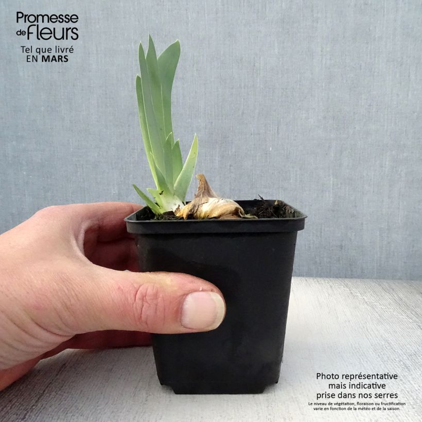 Exemplaar van Iris germanica Gnu Blues - Baardiris Kweekpotje van 8/9 cm zoals geleverd in de lente