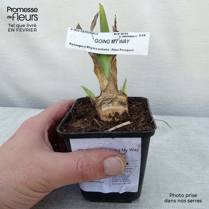 Exemplaar van Iris germanica Going My Way - Baardiris Kweekpotje van 8/9 cm zoals geleverd in de winter