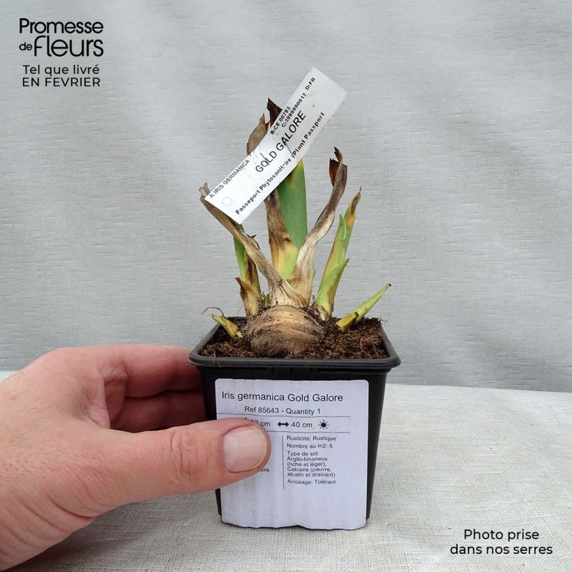 Exemplaar van Iris germanica Gold Galore - Baardiris Kweekpotje van 8/9 cm zoals geleverd in de winter