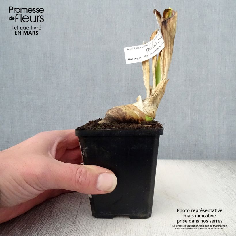 Exemplaar van Iris germanica Good Show - Baardiris Kweekpotje van 8/9 cm zoals geleverd in de lente