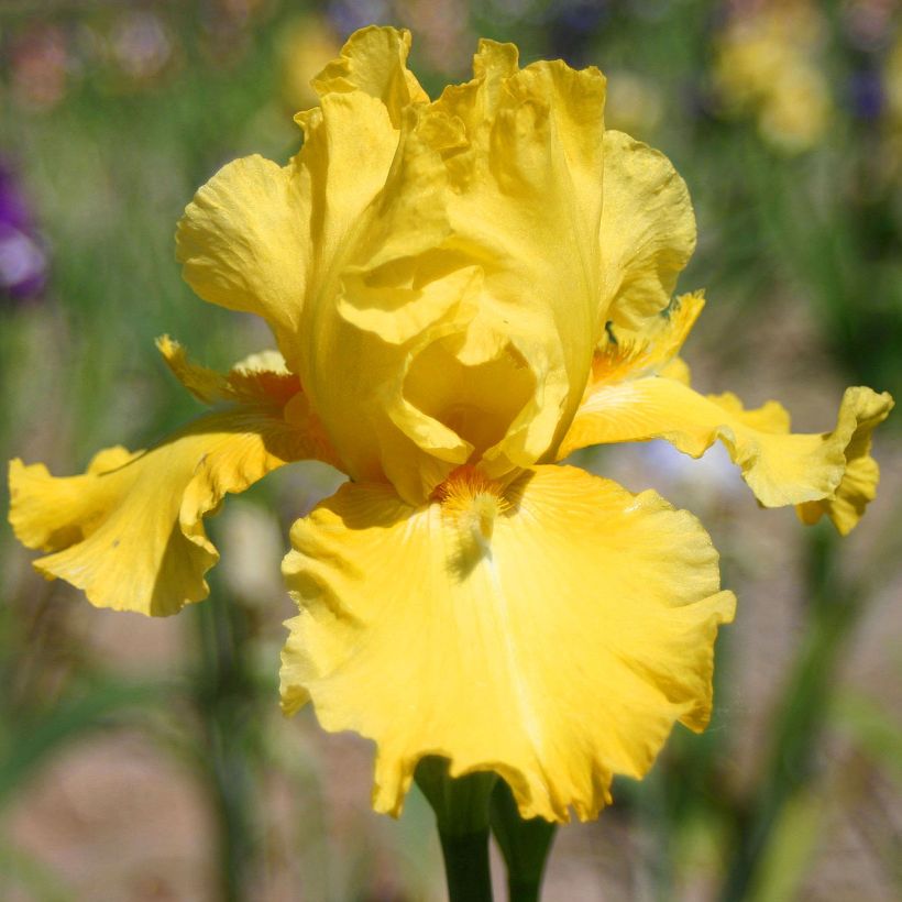 Iris germanica Grand Canari - Baardiris (Bloei)