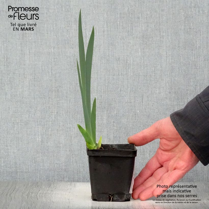 Exemplaar van Iris germanica Grand Canari - Baardiris Kweekpotje van 8/9 cm zoals geleverd in de lente