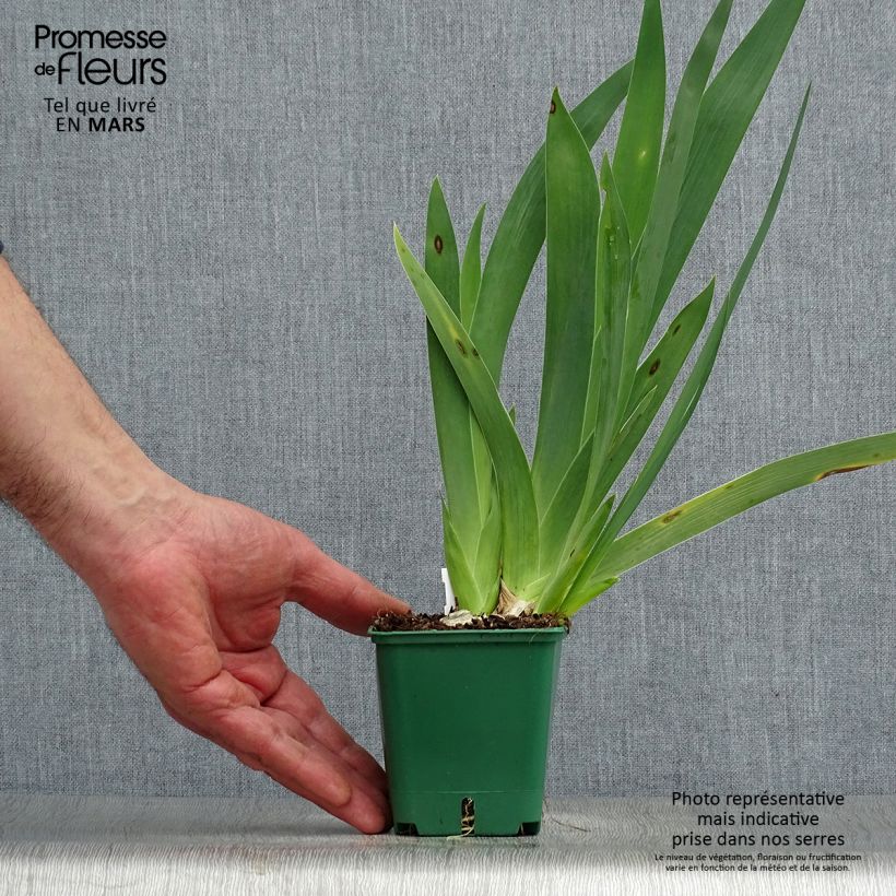 Exemplaar van Iris germanica Harbor Blue - Baardiris Wortelstok, diameter 4–6 mm zoals geleverd in de lente