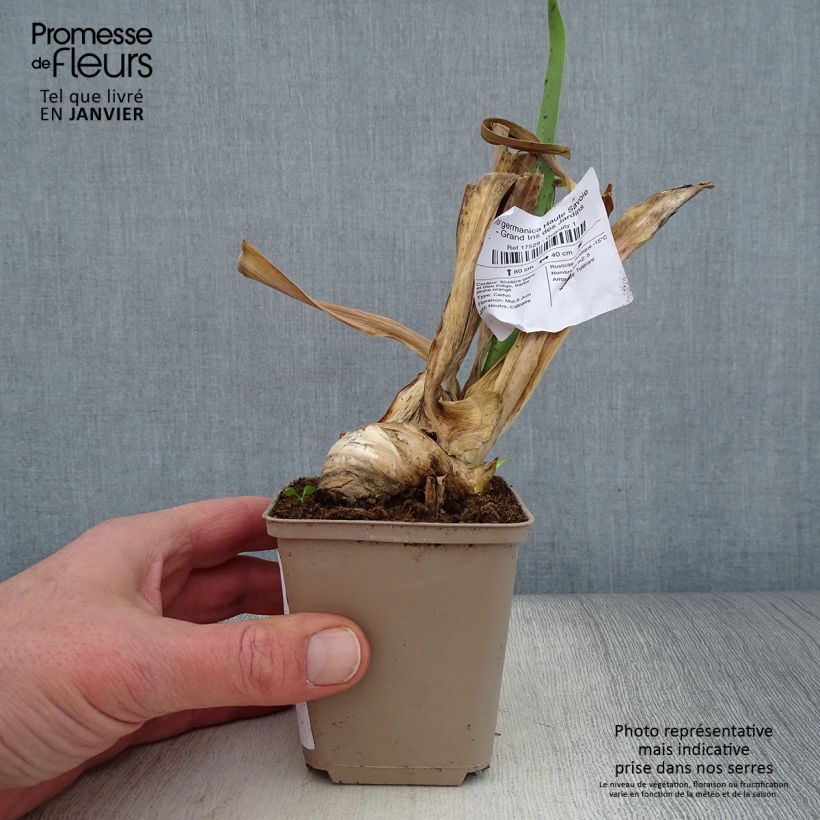 Exemplaar van Iris germanica Haute Savoie - Baardiris Kweekpotje van 8/9 cm zoals geleverd in de winter