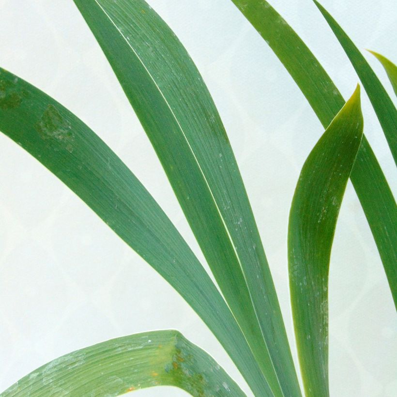 Iris germanica High Stakes - Baardiris (Blad)