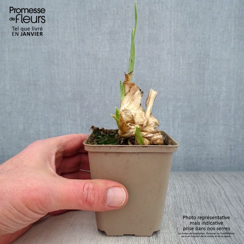 Exemplaar van Iris germanica Hissy Fit - Baardiris Kweekpotje van 8/9 cm zoals geleverd in de winter