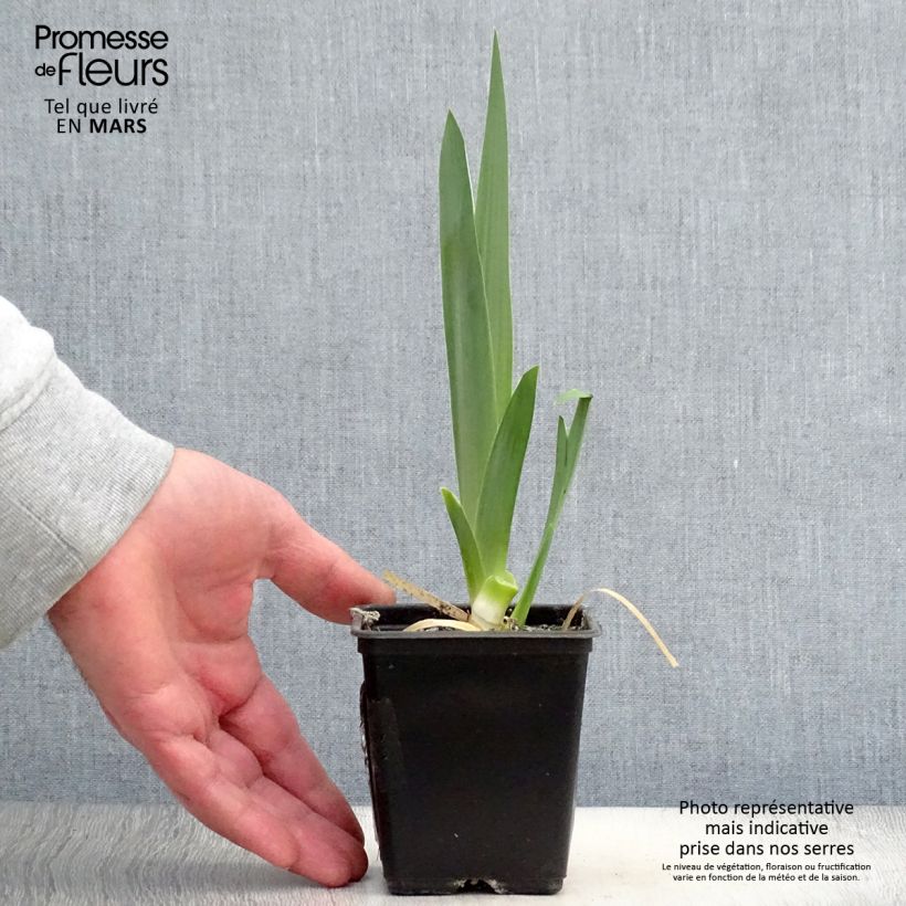 Exemplaar van Iris germanica Hysteria- Baardiris Kweekpotje van 8/9 cm zoals geleverd in de lente