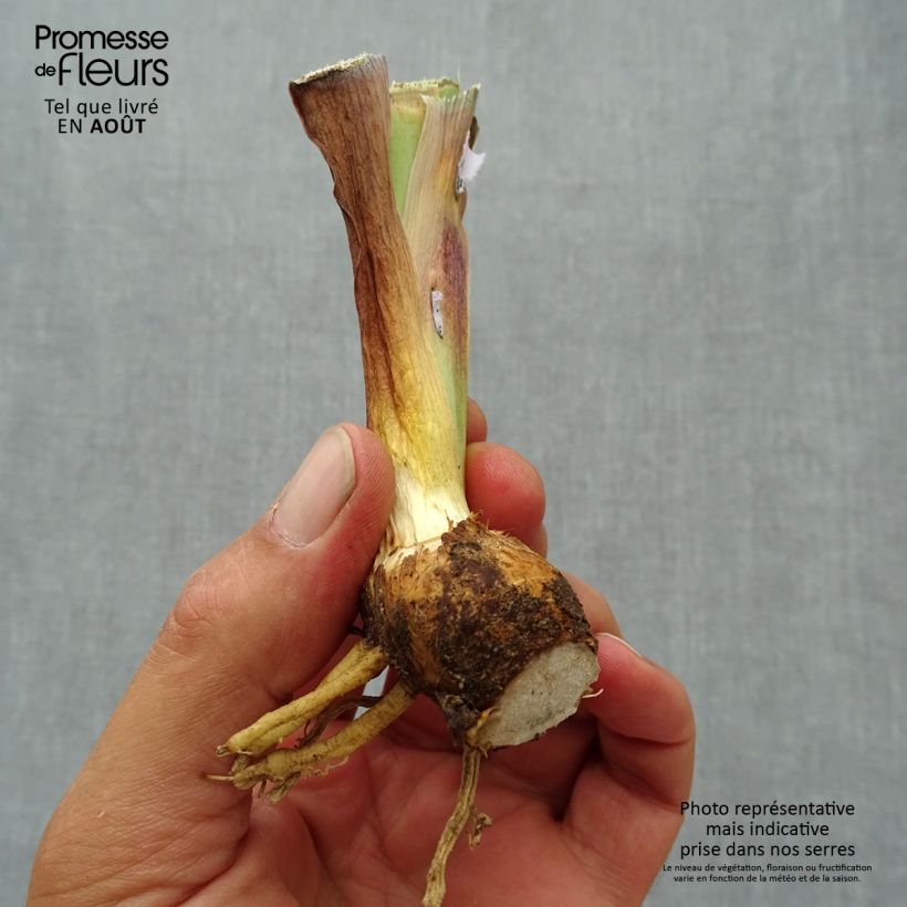 Exemplaar van Iris germanica Inferno - Baardiris Kweekpotje van 8/9 cm zoals geleverd in de zomer