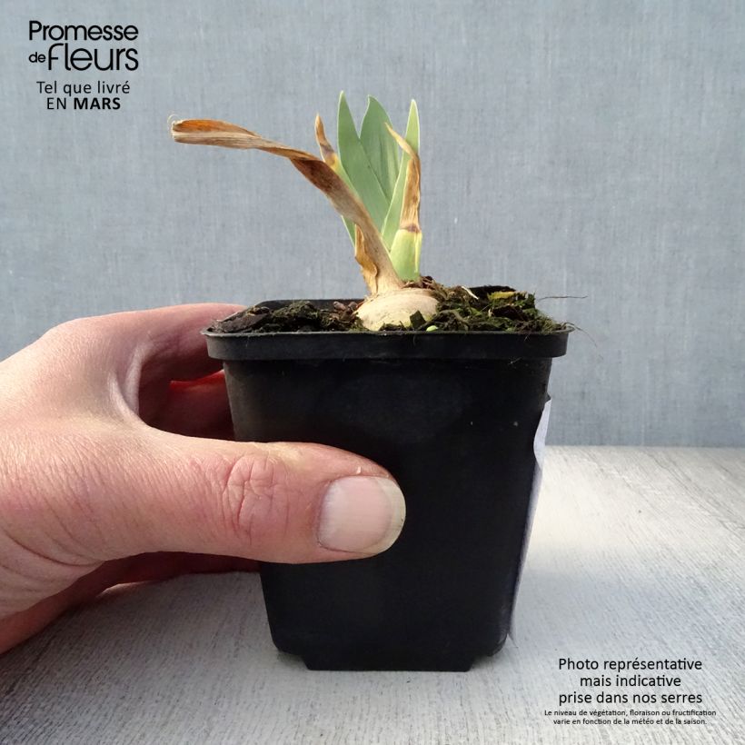 Example of Iris germanica Irisades - Baardiris Kweekpotje van 8/9 cm as you get in printemps
