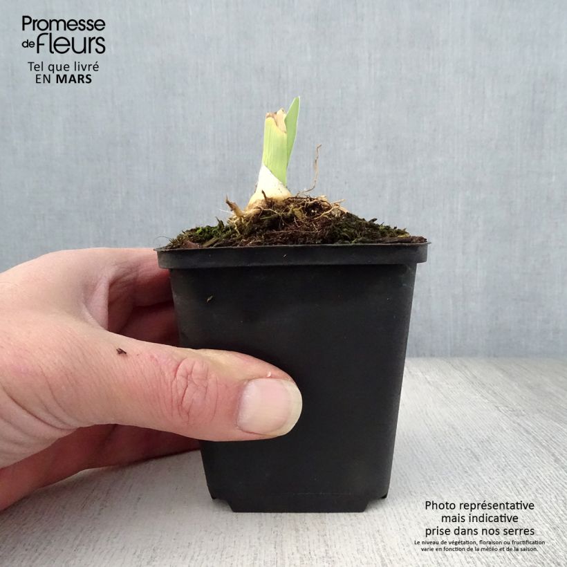 Exemplaar van Iris germanica Jacques Cœur - Baardiris Kweekpotje van 8/9 cm zoals geleverd in de lente