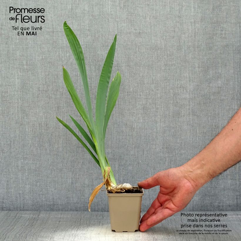 Exemplaar van Iris germanica Je Vole - Baardiris Kweekpotje van 8/9 cm zoals geleverd in de lente