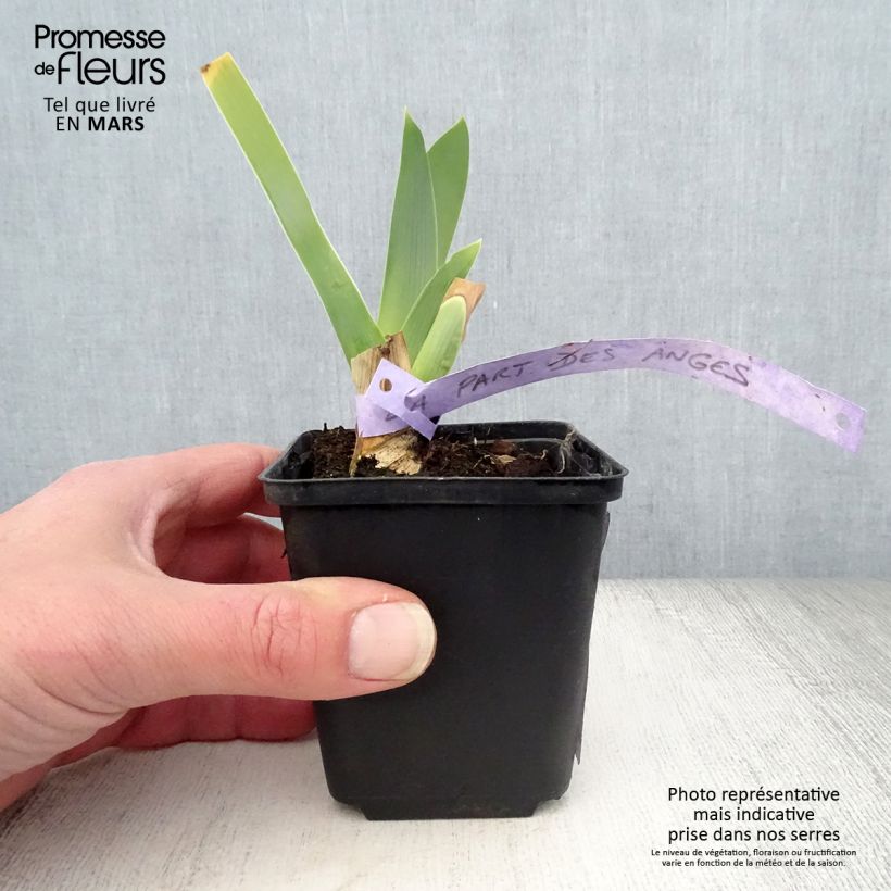 Exemplaar van Iris germanica La part des Anges - Baardiris Kweekpotje van 8/9 cm zoals geleverd in de lente
