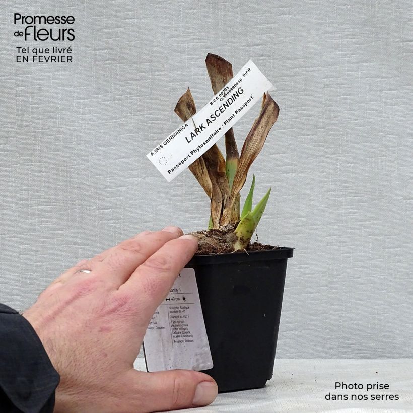 Exemplaar van Iris germanica Lark Ascending - Baardiris Kweekpotje van 8/9 cm zoals geleverd in de winter