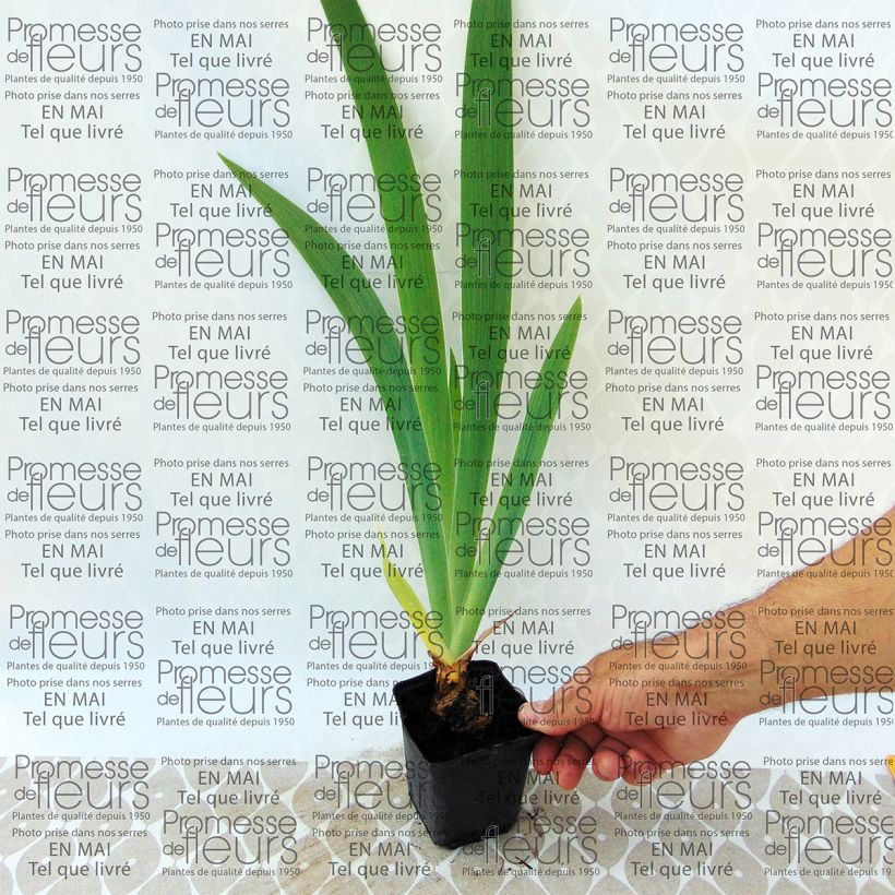 Voorbeeld van een exemplaar van Iris germanica Latin Lady - Baardiris Kweekpotje van 8/9 cm zoals geleverd