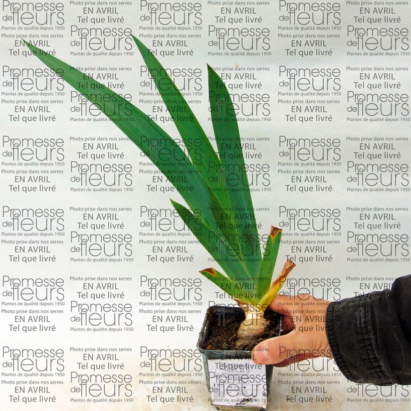 Voorbeeld van een exemplaar van Iris germanica Let's Boogie - Baardiris Kweekpotje van 8/9 cm zoals geleverd