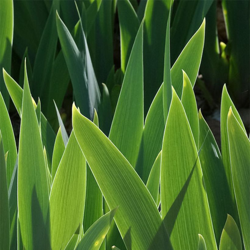 Iris germanica Delicieux Caramel - Baardiris (Blad)