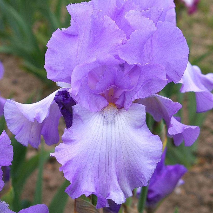 Iris germanica Mary Frances - Baardiris (Bloei)