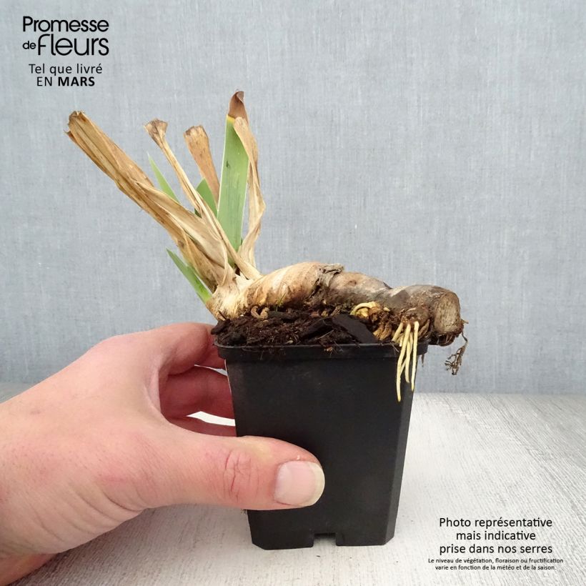Exemplaar van Iris germanica Mary Frances - Baardiris Kweekpotje van 8/9 cm zoals geleverd in de lente